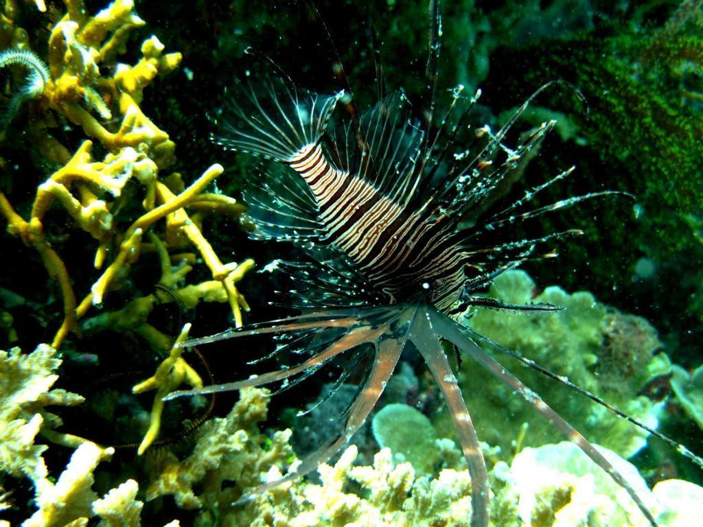 Kalipayan Beach Resort & Atlantis Dive Center Panglao Bagian luar foto