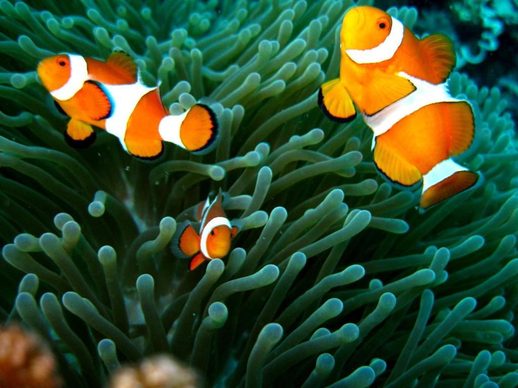 Kalipayan Beach Resort & Atlantis Dive Center Panglao Bagian luar foto